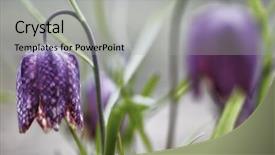  Presentation with wild flower - PPT theme featuring lazarus - wild spring meadow flower fritillaria background and a light gray colored foreground