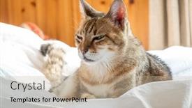  Presentation with sleep - PPT theme enhanced with lazy-and-funny-tabby-cat background and a mint green colored foreground