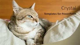  Presentation with cat - Slides enhanced with lazy-and-funny-tabby-cat background and a  colored foreground