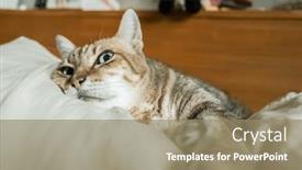  Presentation with cat - PPT theme enhanced with lazy-and-funny-tabby-cat background and a  colored foreground