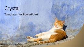  Presentation with old hawaii - Beautiful slide deck featuring lazy cat in the old backdrop and a light blue colored foreground