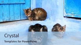  Presentation with cats - Slides consisting of lazy cats in chefchaouen morocco background and a light blue colored foreground
