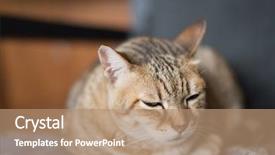  Presentation with domestic hotels - Amazing slides having dearness - lazy domestic tabby cat sleep backdrop and a coral colored foreground