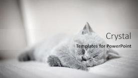  Presentation with kitten - Beautiful slide set featuring lazy fluffy kitten laying down with his eyes close sleeping british shorthair cat backdrop and a light gray colored foreground