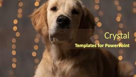  Presentation with studio lights - Cool new PPT theme with lazy-golden-retriever-puppy-sticking backdrop and a tawny brown colored foreground
