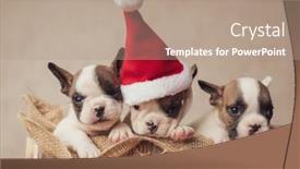  Presentation with vintage christmas - Amazing slide set having lazy-little-frenchies-brothers-wearing backdrop and a coral colored foreground