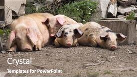 Presentation with pig farm - Presentation theme having lazy pigs background and a coral colored foreground