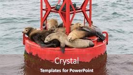  Presentation with lions - Theme featuring lazy-sleepy-sea-lions background and a tawny brown colored foreground