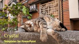  Presentation with sleep - PPT theme having lazy-tabby-cat-sleep background and a tawny brown colored foreground