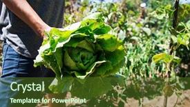  Presentation with orchard - Audience pleasing theme consisting of ccollect - closeup of a young caucasian backdrop and a tawny brown colored foreground
