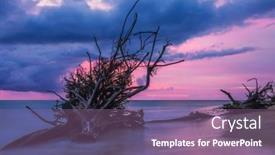  Presentation with tropical beach sunset - PPT theme having ld-wood-snag-on-tropical background and a violet colored foreground