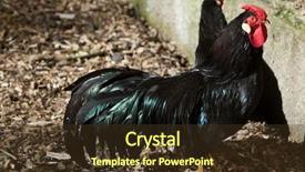  Presentation with chicken - Audience pleasing PPT theme consisting of le man - la fleche rooster gallus gallus backdrop and a tawny brown colored foreground