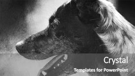  Presentation with abandoned - Presentation enhanced with leaching - abandoned dog with creased paper background and a  colored foreground