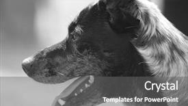  Presentation with sad dog abandoned dogs - Slides having leaching - sad abandoned dog asking background and a gray colored foreground