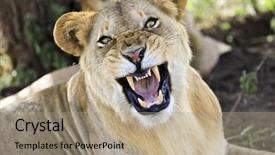  Presentation with angry - Audience pleasing PPT layouts consisting of leaders national - angry lioness growls in tanzania backdrop and a coral colored foreground