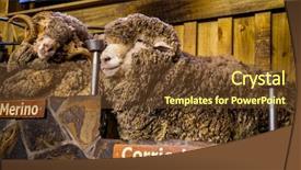  Presentation with new zealand - Beautiful PPT layouts featuring leaders national - sheep exhibition and sheep show backdrop and a tawny brown colored foreground