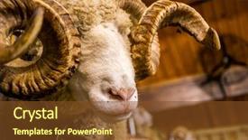  Presentation with new zealand - Slide deck having leaders national - sheep exhibition and sheep show background and a tawny brown colored foreground