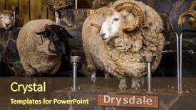  Presentation with exhibition - PPT theme enhanced with leaders national - sheep exhibition and sheep show background and a tawny brown colored foreground