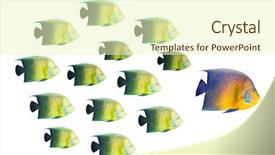  Presentation with school leadership - Amazing PPT layouts having leadership concept - big fish leading backdrop and a soft green colored foreground