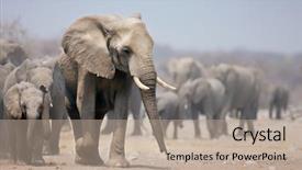  Presentation with african elephant loxodonta africana - Beautiful slides featuring leading a large herd african backdrop and a coral colored foreground