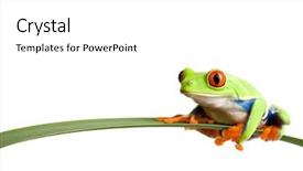  Presentation with frog - Amazing presentation theme having leaf - a red-eye backdrop and a white colored foreground