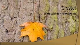  Presentation with tree - PPT theme enhanced with leaf and tree in autumn background and a coral colored foreground