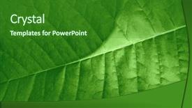  Presentation with green leaf - PPT layouts having leaf as natural green organic background and a  colored foreground
