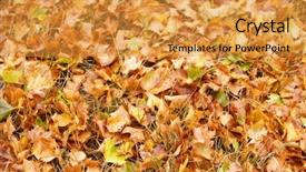  Presentation with storm - PPT theme having leaf background after a storm background and a  colored foreground