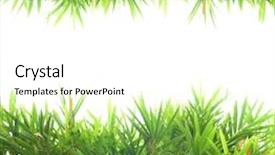  Presentation with bamboo - Beautiful slides featuring leaves isolated on white background backdrop and a white colored foreground