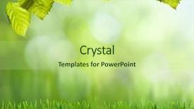  Presentation with focus - Colorful theme enhanced with border grass - natural green background with selective backdrop and a mint green colored foreground