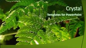  Presentation with green leaf - Theme having leaf close-up houseplants biology background and a tawny brown colored foreground