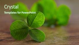  Presentation with four leaf clover - Cool new PPT theme with leaf clover on wood background backdrop and a tawny brown colored foreground