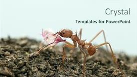  Presentation with ant - Presentation theme enhanced with leaf-cutter ant acromyrmex octospinosus background and a sky blue colored foreground