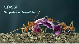  Presentation with ants - Presentation theme with leaf-cutter ants acromyrmex octospinosus background and a tawny brown colored foreground