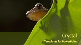  Presentation with ecuador - Amazing presentation theme having leaf dendropsophus manonegra an amphibian backdrop and a tawny brown colored foreground