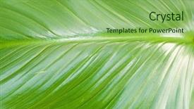  Presentation with water rain drop hanging on a fresh green leaf - Presentation design consisting of leaf details background texture macro background and a seafoam green colored foreground