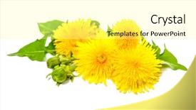  Presentation with turmeric plants - Slide set having leaf flower - healing plants dandelion isolated background and a blonde colored foreground