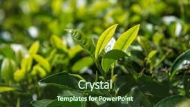  Presentation with kerala - Amazing PPT theme having leaf from a tea estate backdrop and a tawny brown colored foreground