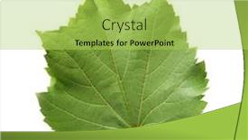  Presentation with grape - PPT theme with leaf grape background and a yellow colored foreground