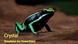  Presentation with poison - Amazing theme having leaf in amazon rain forest backdrop and a tawny brown colored foreground