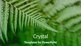  Presentation with tropical forest - PPT theme consisting of leaf in tropical forest plant background and a  colored foreground