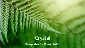  Presentation with fern - Cool new presentation theme with leaf in tropical forest plant backdrop and a  colored foreground