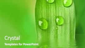  Presentation with water leaf - Presentation with leaf-in-water background and a seafoam green colored foreground