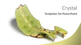  Presentation with insect - Slide set featuring leaf insect phyllium giganteum background and a white colored foreground