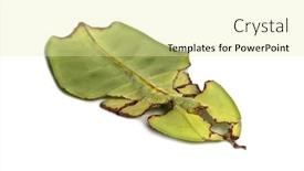  Presentation with insect - Beautiful PPT theme featuring leaf insect phyllium giganteum backdrop and a blonde colored foreground