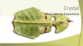  Presentation with insect - Audience pleasing slide set consisting of leaf insect phyllium giganteum in front of white background backdrop and a blonde colored foreground