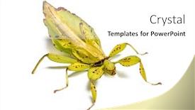  Presentation with insect - Beautiful PPT layouts featuring leaf insect phyllium giganteum in front of white background backdrop and a white colored foreground