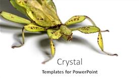  Presentation with insect - Presentation theme consisting of leaf insect phyllium giganteum in front of white background background and a white colored foreground