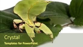  Presentation with insect - Amazing presentation having leaf insect phyllium giganteum backdrop and a tawny brown colored foreground