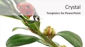  Presentation with elegant green white romantic - Slide set having leaf isolated on a white background and a white colored foreground